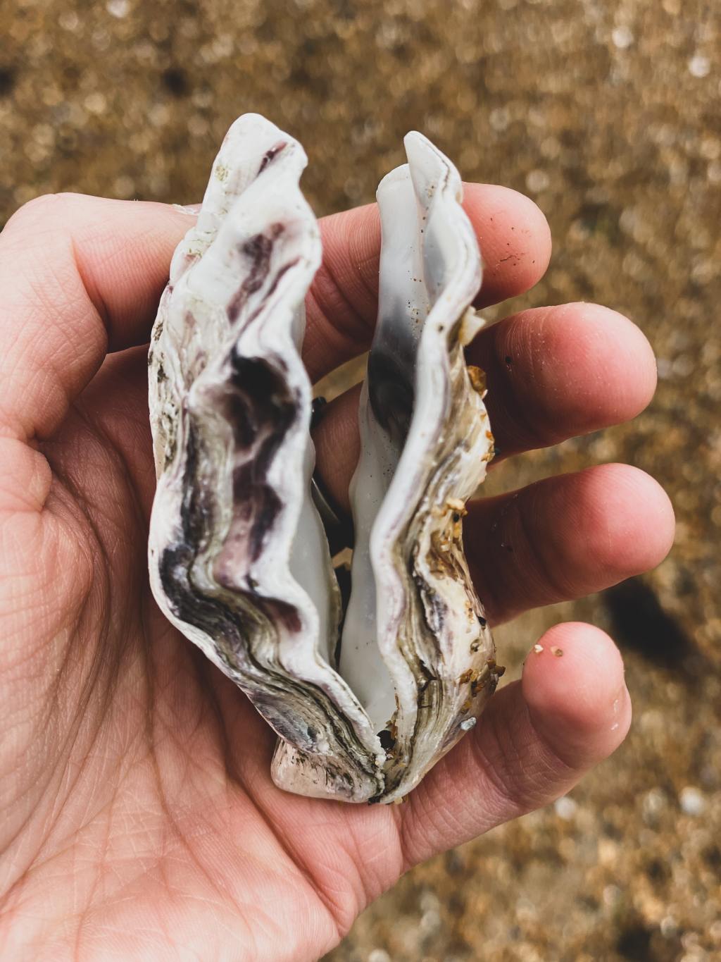 The Oyster.